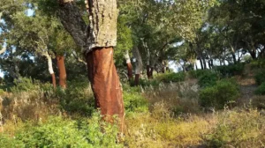Produzione granulato di sughero