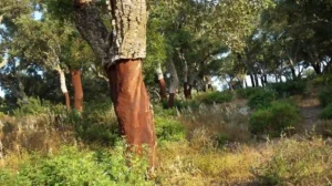 produzione e decorticazione sughero bruno